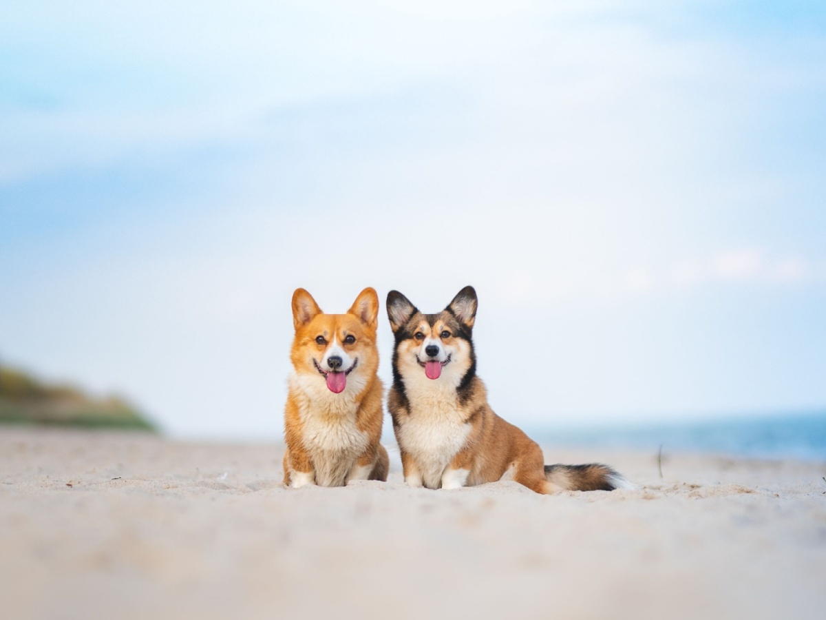 Pet Friendly callout