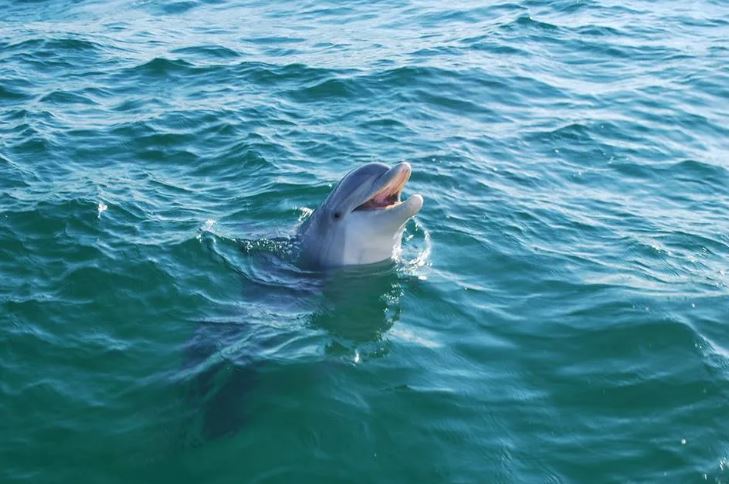 Things To Do Shell Island Dolphin Tours